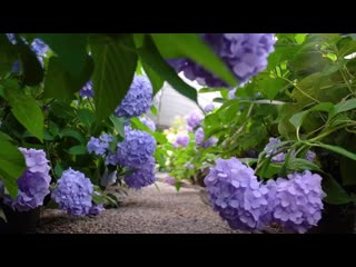 5Tips for Hydrangea Blooms