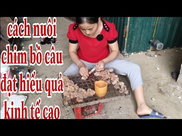 Cách nuôi chim bồ câu đạt hiểu quả cao nhất Zalo 0964 536