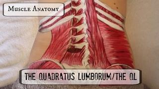 Muscle Anatomy: THE QL!!