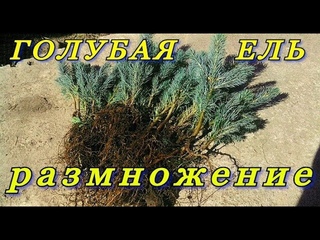 РАЗМНОЖЕНИЕ ГОЛУБОЙ ЕЛИ.  Самый простой, но эффективный способ размножение голубой ели черенками .