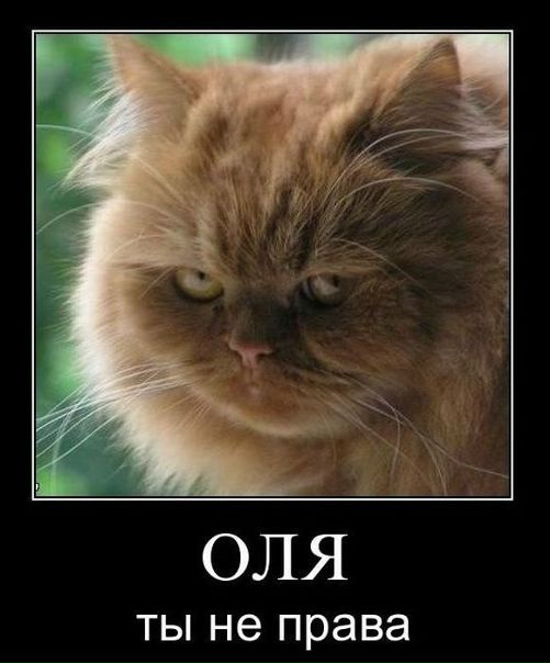 №63, Ольга Бежевец, Житомир №63, Ольга Бежевец, Житомир