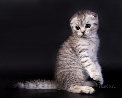 №152, Таня Брей, 43 года №152, Таня Брей, 43 года