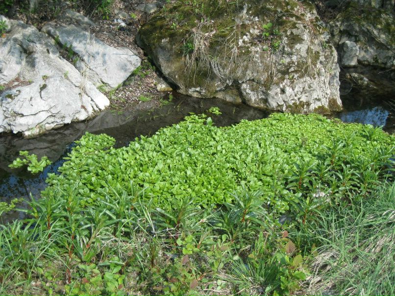 Светлана Гетман | Санкт-Петербург