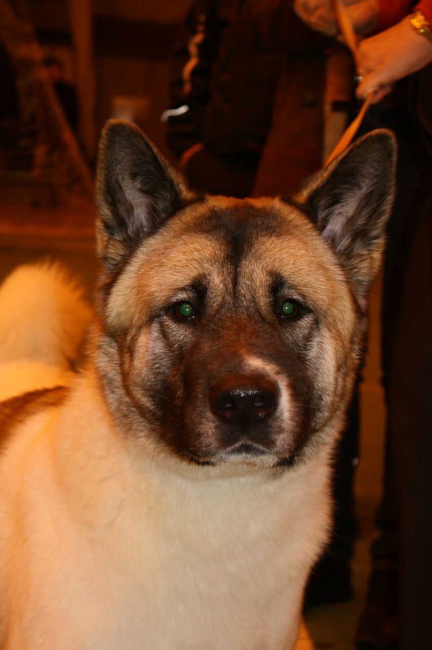 Анна Яровая | Петрозаводск