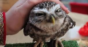 Маша Ожерельева | 