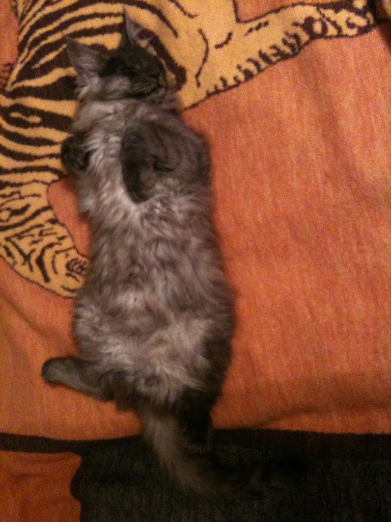 Анна Шамаль | Минск