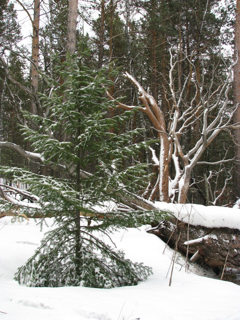 Анатолий Замятин | Красноярск