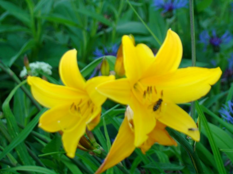 Светлана Светлячок | Санкт-Петербург