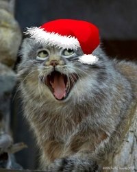 №78, Валентин Куманов №78, Валентин Куманов