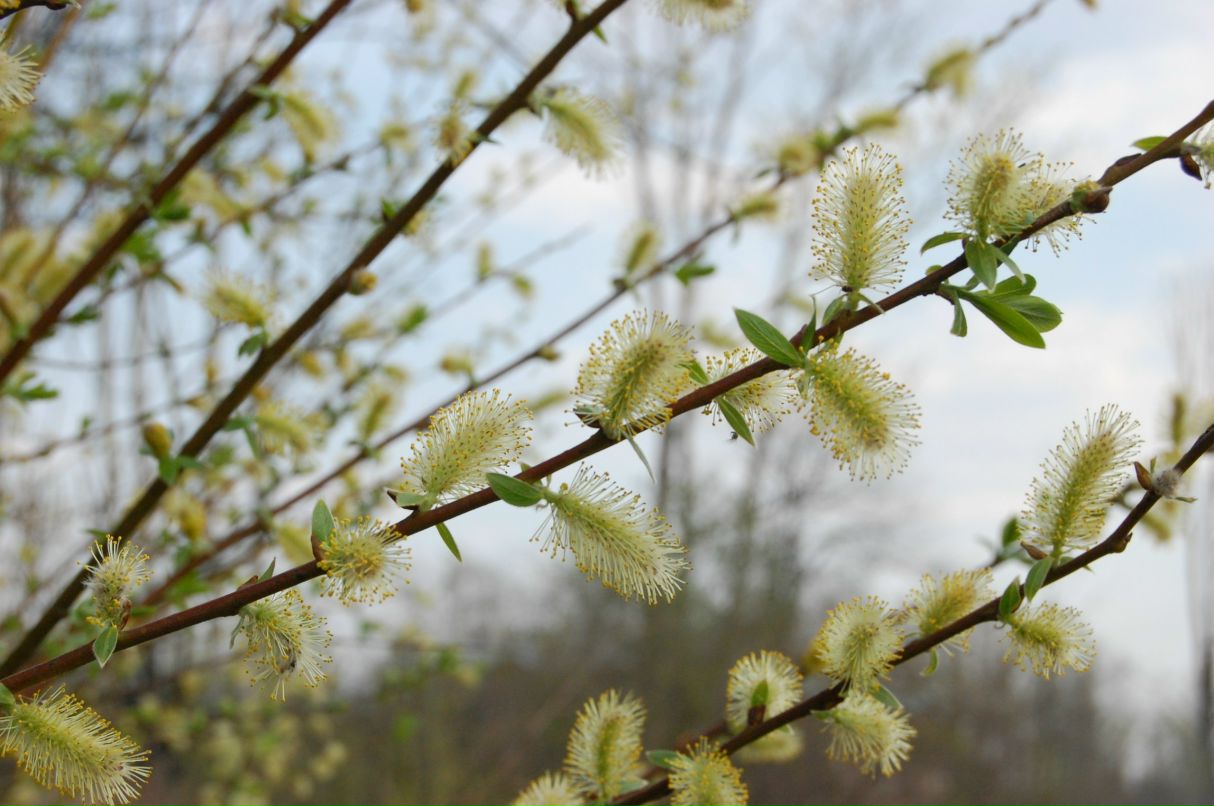 Алёна Шатских | Санкт-Петербург