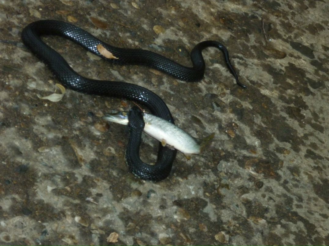 Александер Кузьминский | Воздвиженское