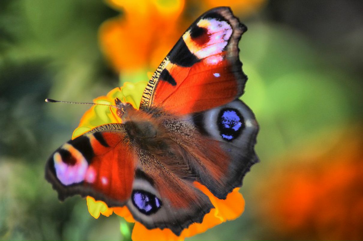 Марія Дуда | 