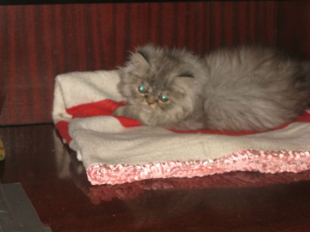 Александр Секисов | Санкт-Петербург