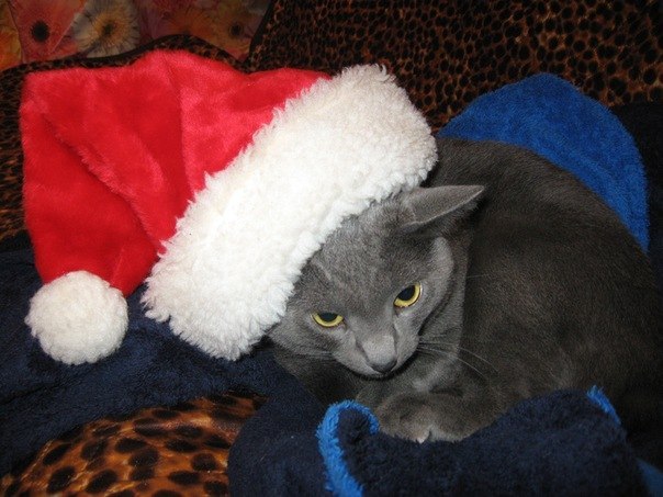 Микас Андрианов | Санкт-Петербург