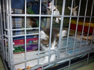 №48, Карина Орлюкевич, 35 лет, Санкт-Петербург №48, Карина Орлюкевич, 35 лет, Санкт-Петербург