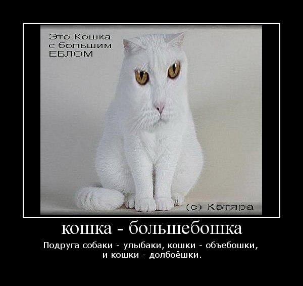 Olchi Koschka | Днепр (Днепропетровск)