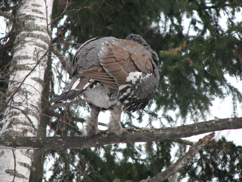 Наталья Горбунова | Красноярск