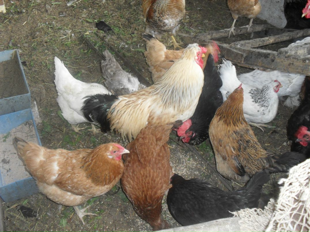 Светлана Франкова ♦просто ангел♦ | Мирный