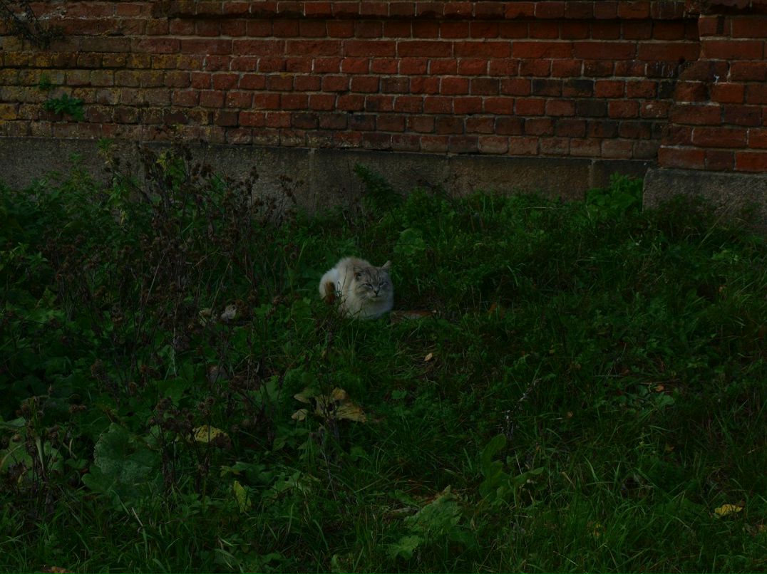 Света Сазонова Koshmarik | Дубна