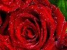 Мария Марчук | Коченево