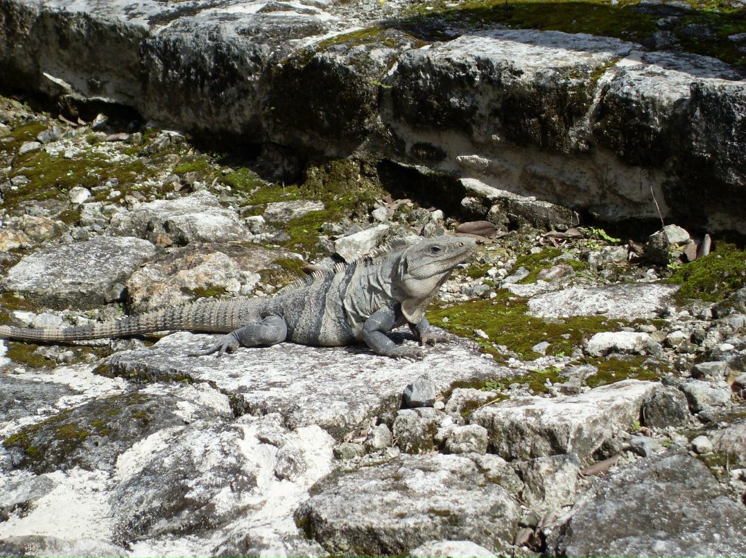 Юлия Шибаева | Санкт-Петербург