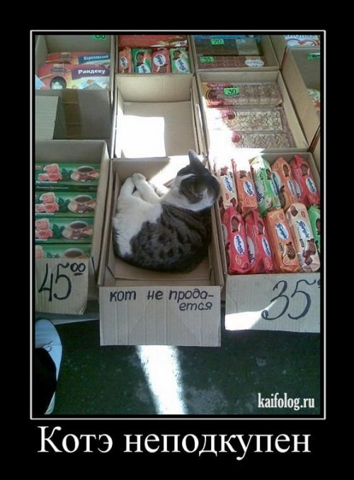 Алексей Овчинников | Химки