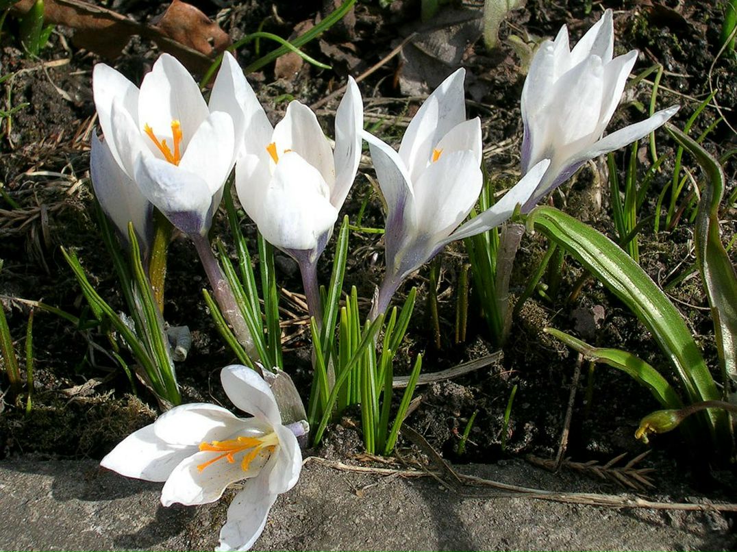 Ирина Гросс | 