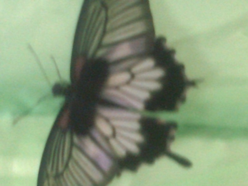 Алла Аракелова | Ессентуки