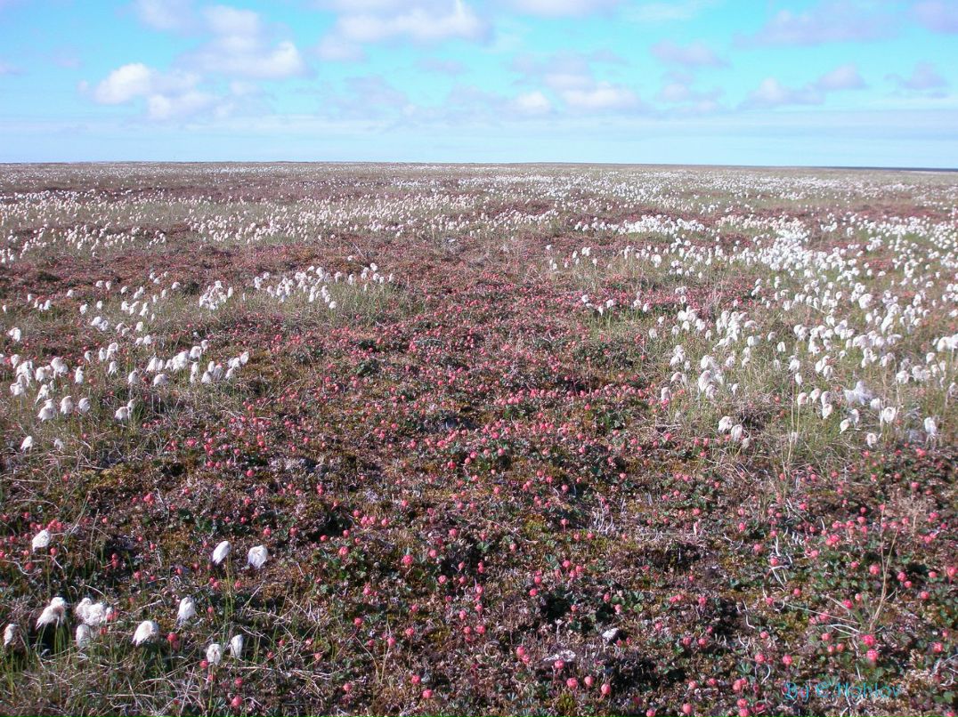 Анна Бойкова | Москва