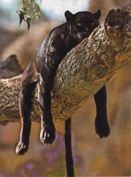 №56, Рената Рената, Казань №56, Рената Рената, Казань