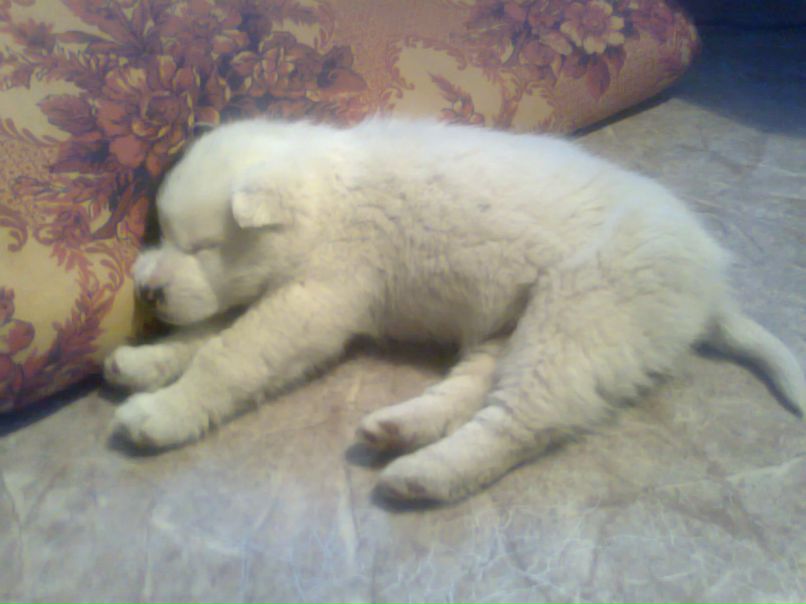 Валерий Семенов | Киров