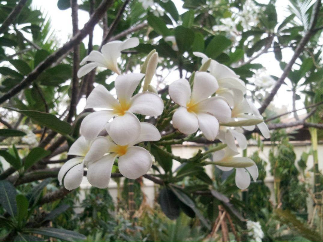 Оля Федотова | 