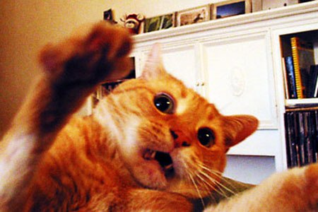 Таня Кот | Гатчина