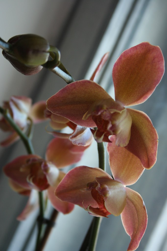 Вероничка Гизатуллина | Гомель