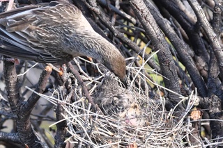 Red wattlebird / Краснолопастный серёжчатый медосос / Anthochaera carunculata