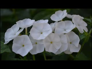 Флокс метельчатый. Видео цветения флоксов