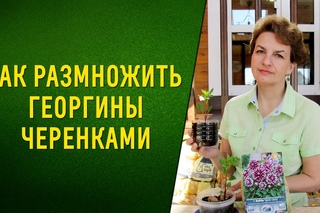 Как размножить георгины черенками.\\Садовый мир.
