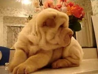 Shar-Pei Puppy Baby
