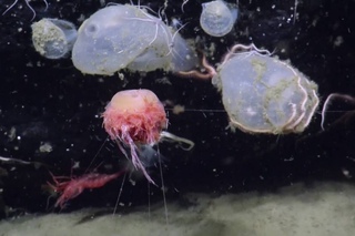 Bizarre Benthic Siphonophores | Nautilus Live