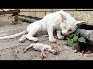 Old mother cat's eyes filled with tears as she feared someone would steal her kitten from her!