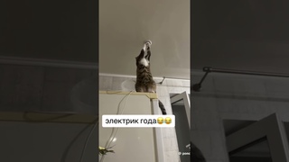 #НОВИНКА#Кот#електрик#best#funny#2022#2023#