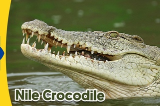 Meet the Animals 3: Nile Crocodile | Level 2 | By Little Fox