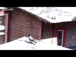 Наглая ворона спровоцировала драку между котами... :))))