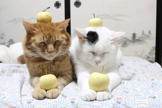 のせ猫 x 白恋りんご Mini apple