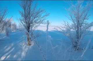- охота на зайца русака.