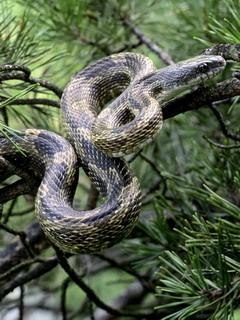 Руслан Сафаров | Москва