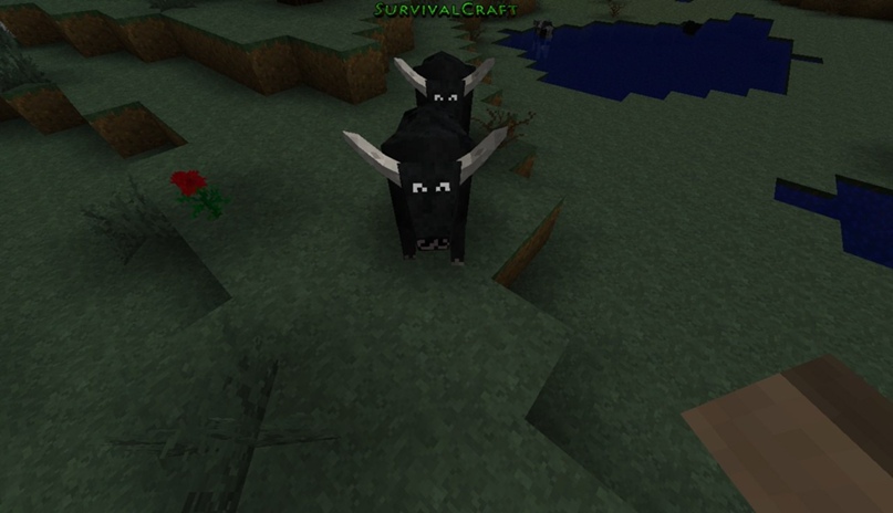 Тимур Петров | Волгоград