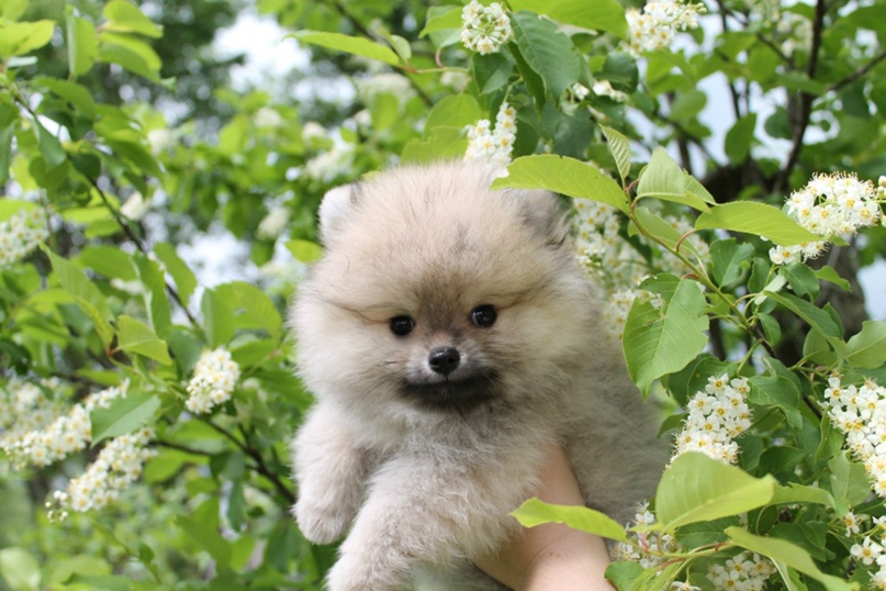 Елена Долгова | Череповец
