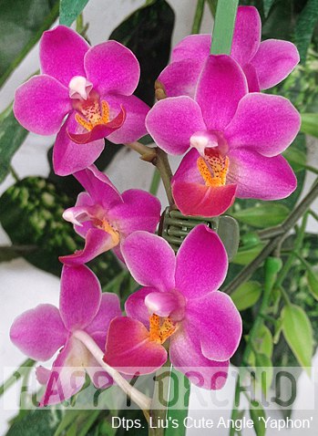 Лилия Николаева | Москва