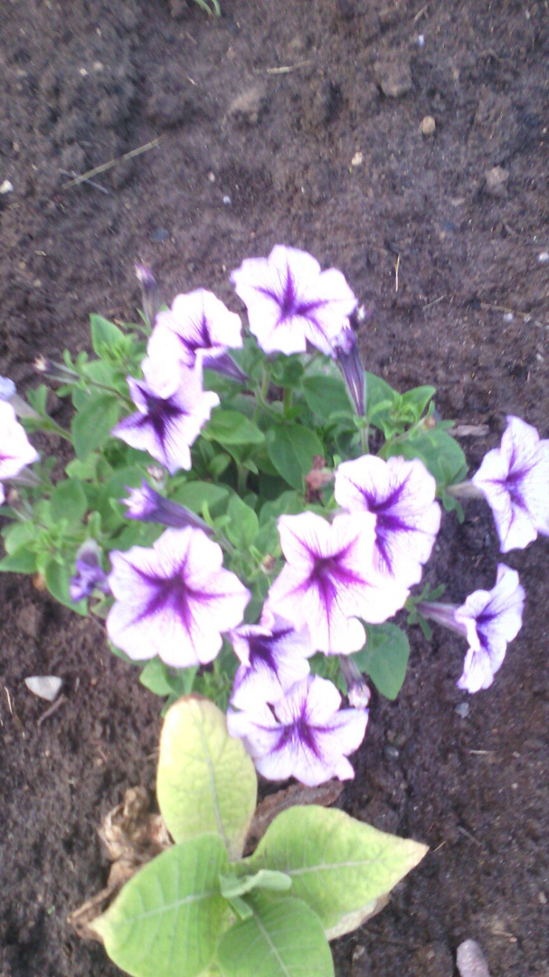 Светлана Кругликова | Вельск